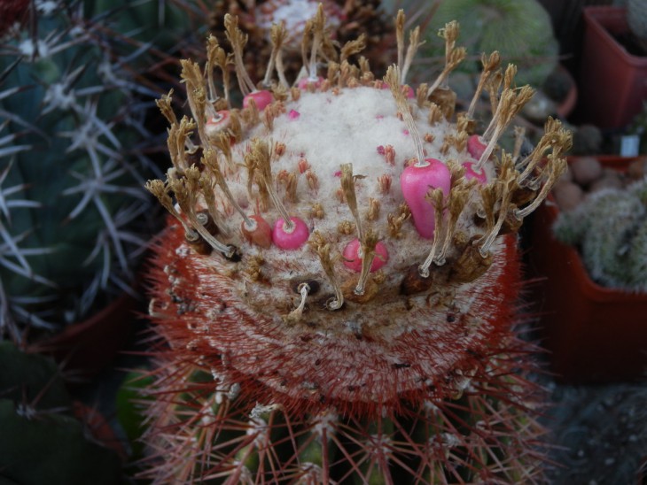 КК-0018   Melocactus sp..jpg