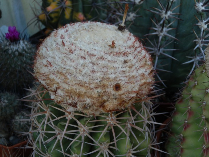 КК-0017   Melocactus sp..jpg