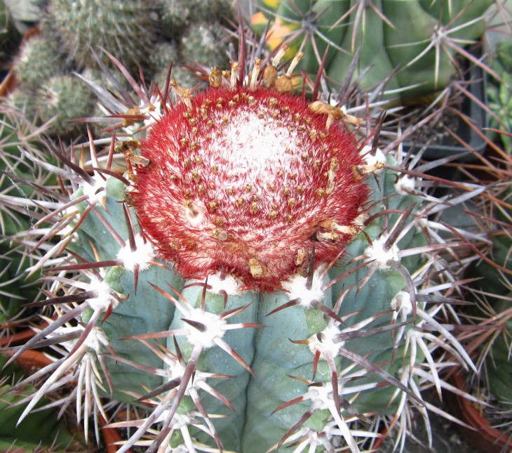 КК-0015 Melocactus platygonus.jpg
