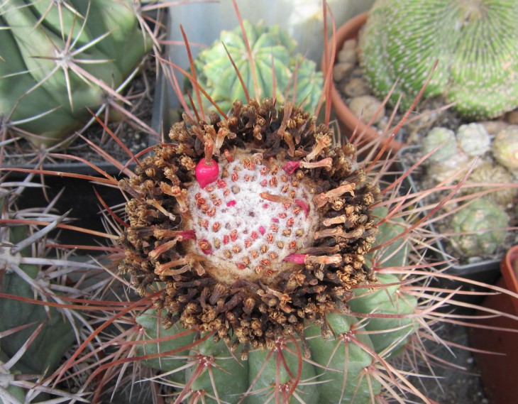 КК-0014   Melocactus erythracanthus.jpg