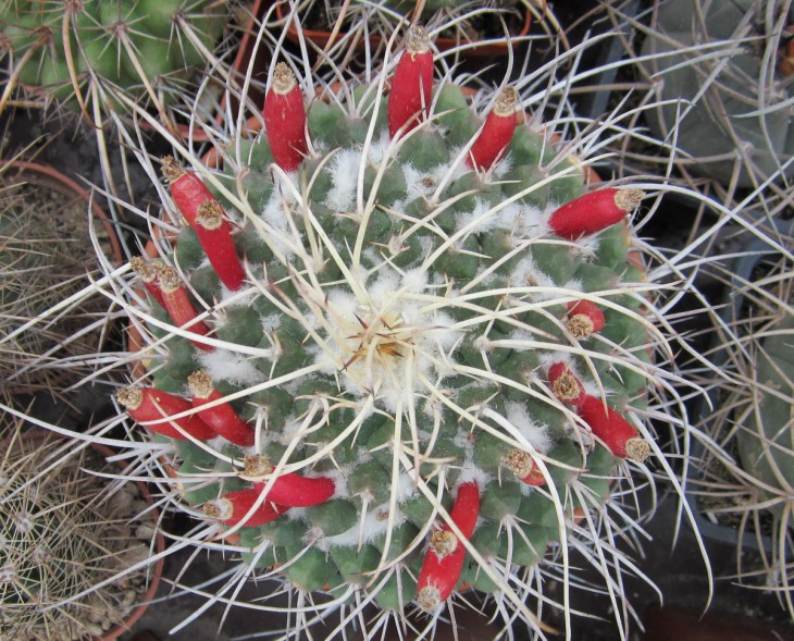 КК-0011 Mammillaria centricirrha.jpg