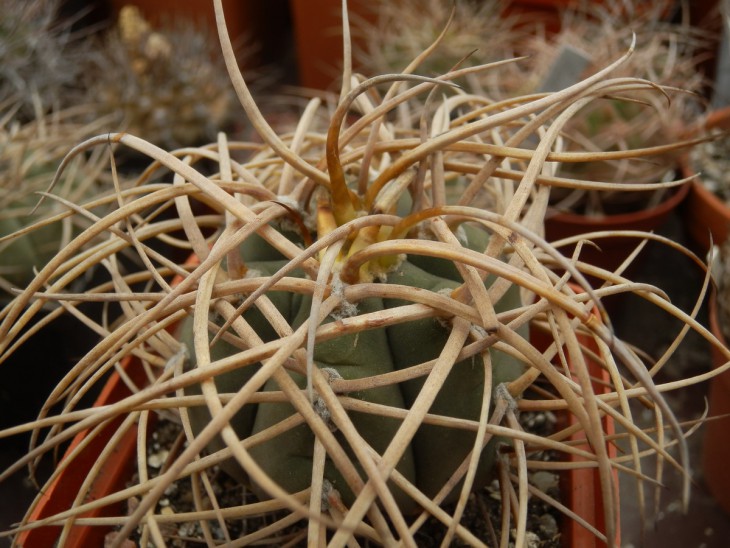 КК-0010   G. cardenasianum.jpg