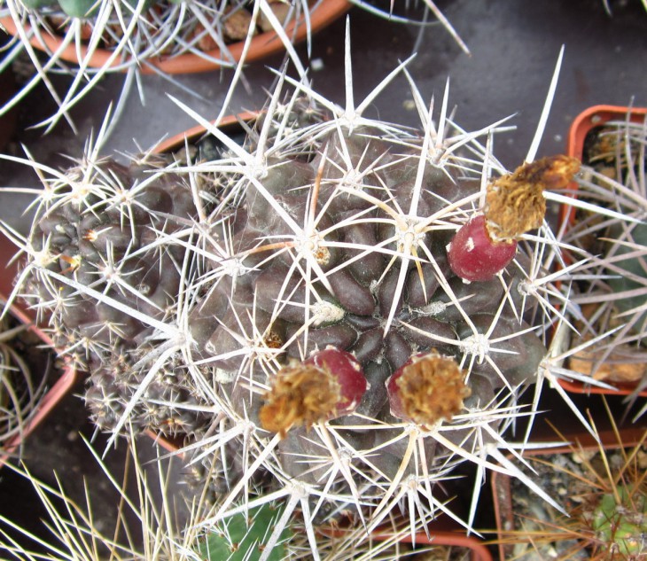 КК-0023  Neochilenia aspillargai.jpg
