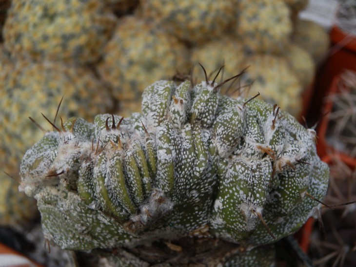 КК-0021   A ornatum f monstosa.jpg