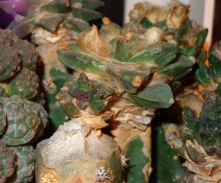 DSC03729_cr.jpg