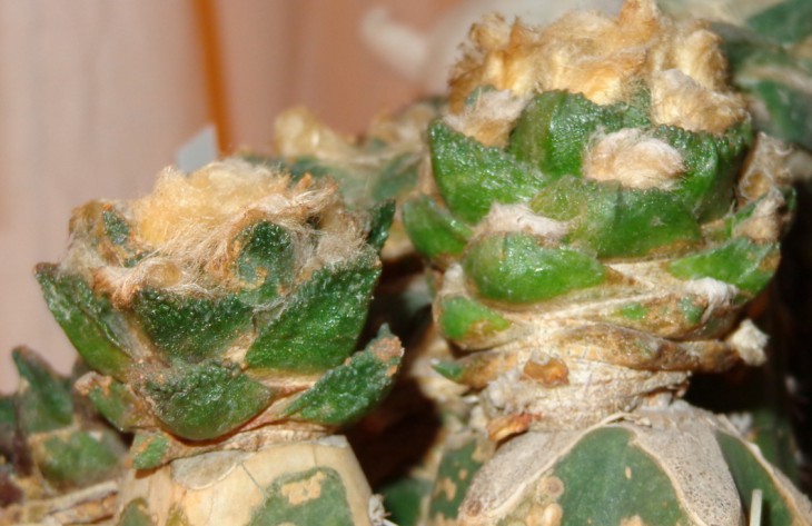DSC03727_cr.jpg