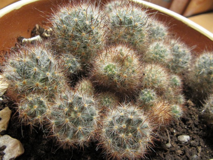 Mammillaria prolifera