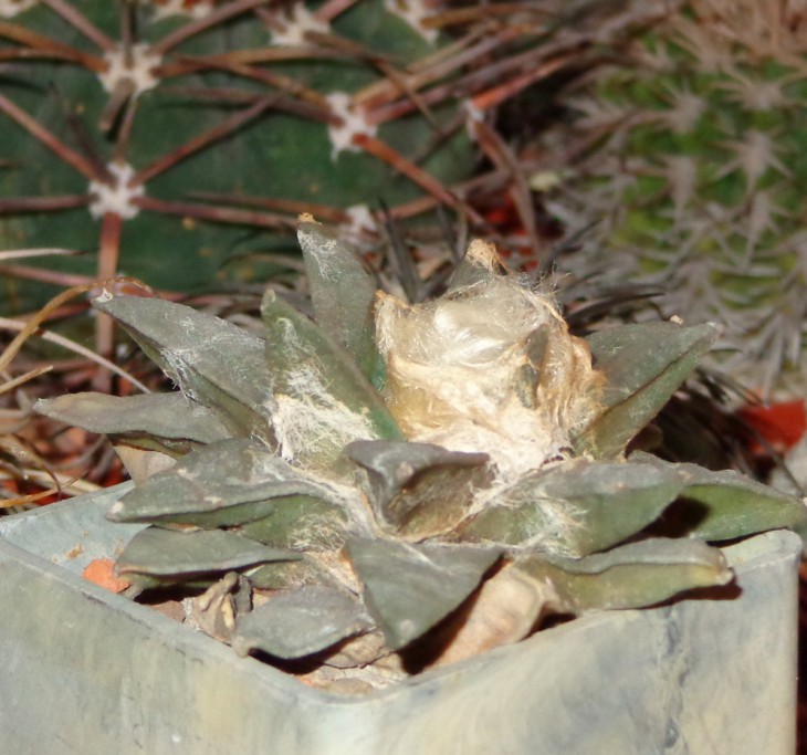 DSC03737_cr.jpg
