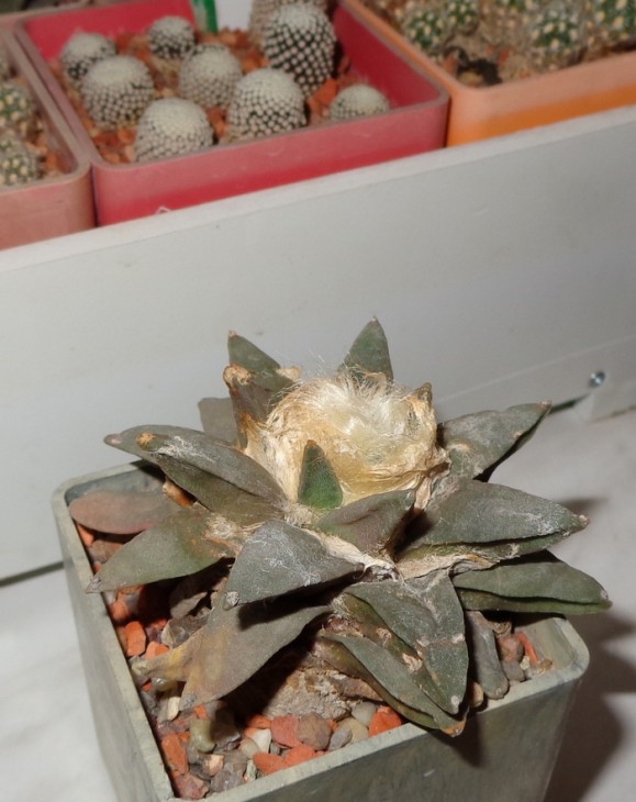 DSC03735_cr.jpg