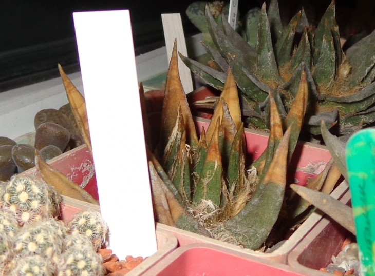 DSC03733_cr.jpg