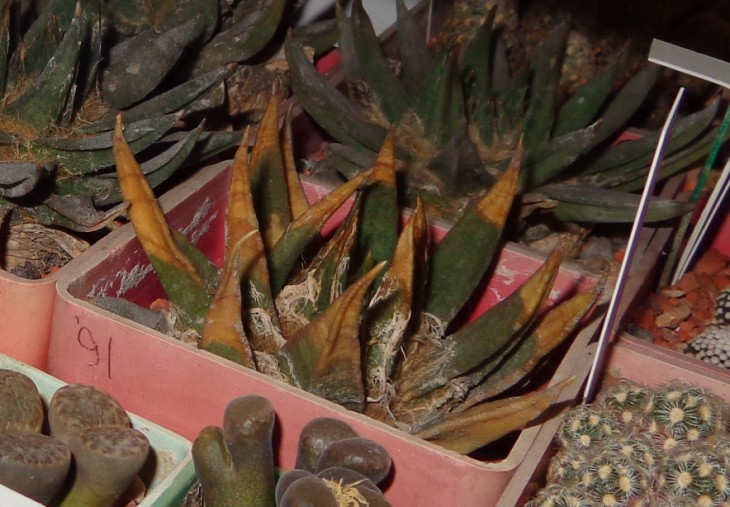 DSC03734_cr.jpg