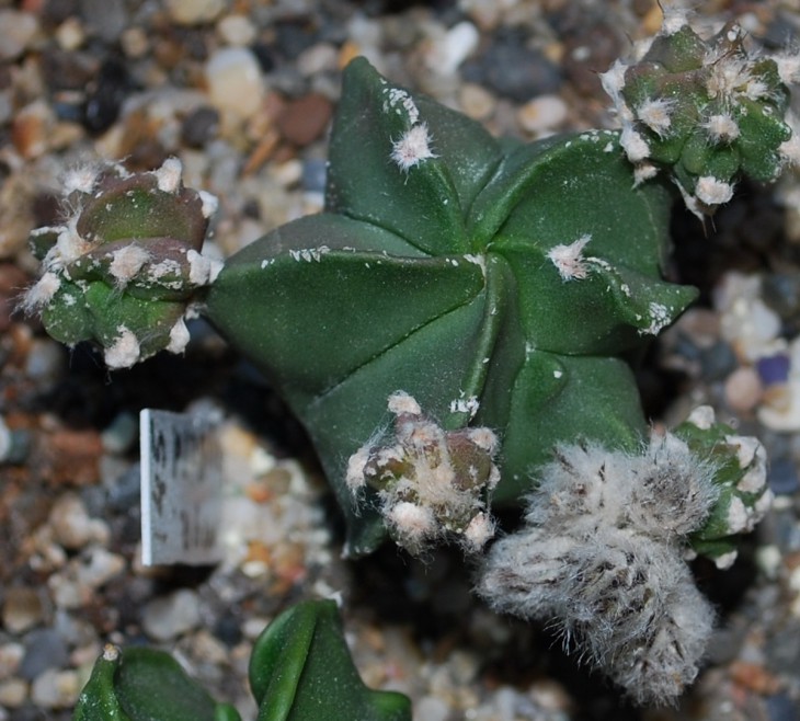 145-1в   A myriostigma  hybrid..jpg
