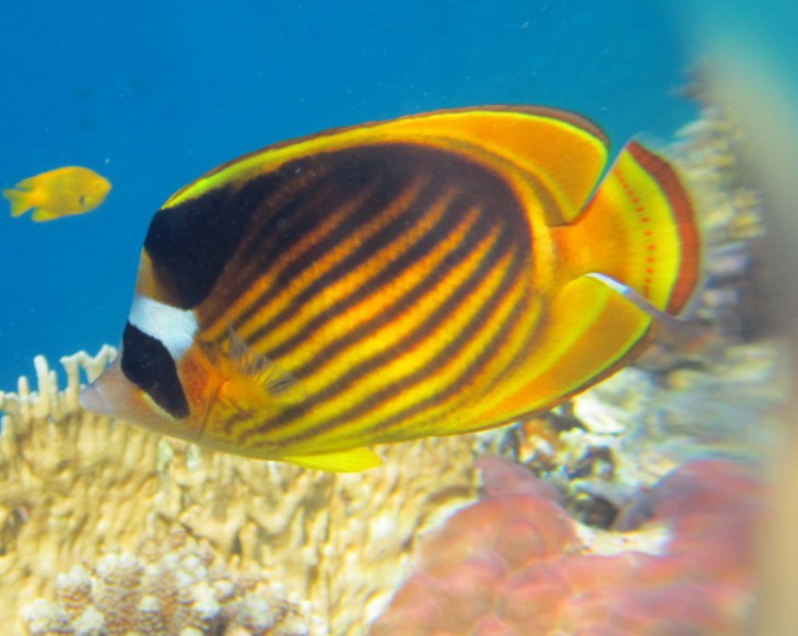 КМ-0011     Chaetodon fasciatus.jpg