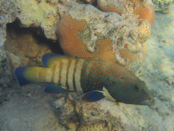 КМ-0008  Cephalopholis argus.jpg