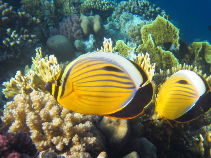 КМ-0007      Chaetodon austriacus.jpg