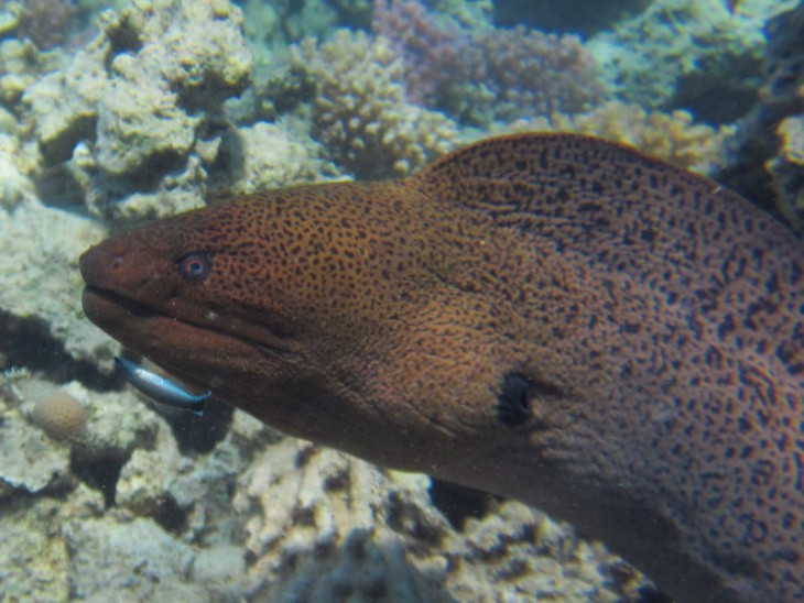 КМ-0004 Gymnothorax javanicus.jpg