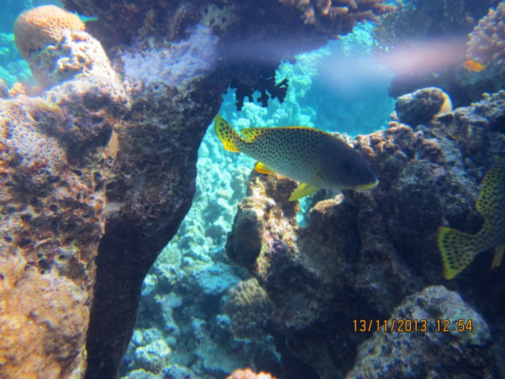 КМ-0021  Plectorhynchus gaterinus.jpg