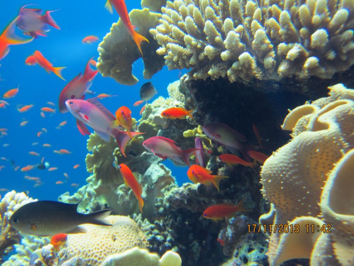 КМ-0019 Стая Anthias.jpg
