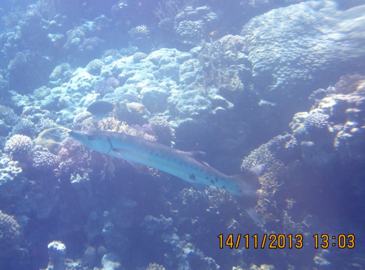 КМ-0016 Sphyraena barracuda.jpg