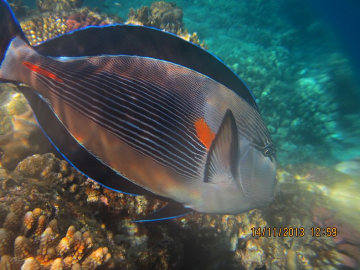 КМ-0014 Canthurus sohal.jpg