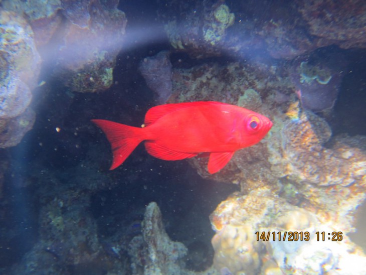 КМ-0013  Priacanthus hamrur.jpg