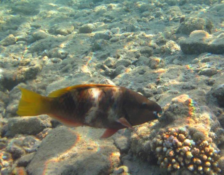 КМ-0024  Scarus sp..jpg