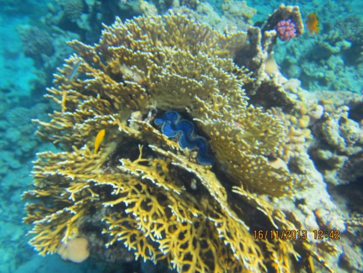 КМ-0041  Tridacna maxima.jpg