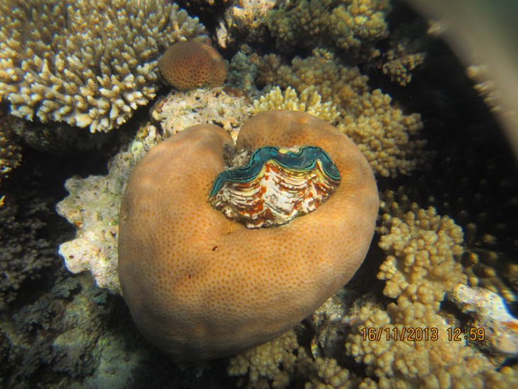КМ-0039  Tridacna  maxima.jpg