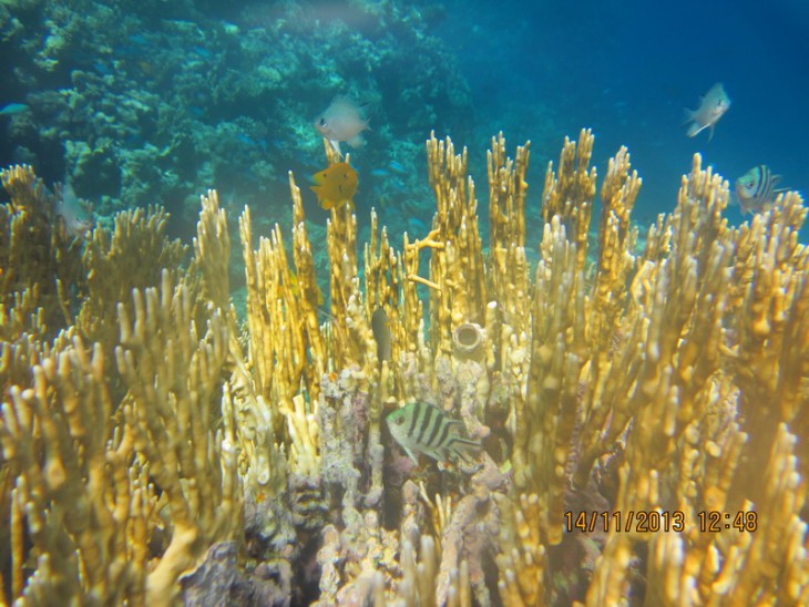 КМ-0038  Millepora dichotoma.jpg