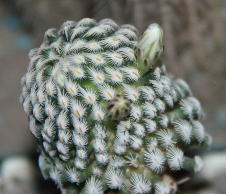 Mammillaria sanchez-mejoradae