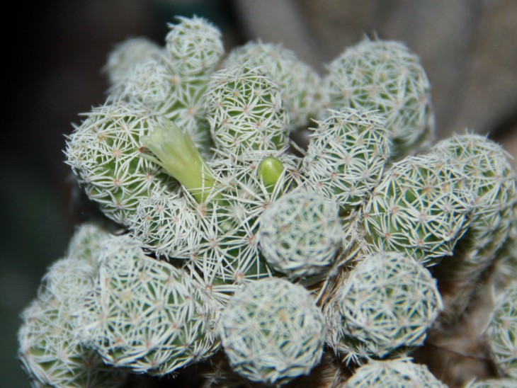 Mammillaria gracilis