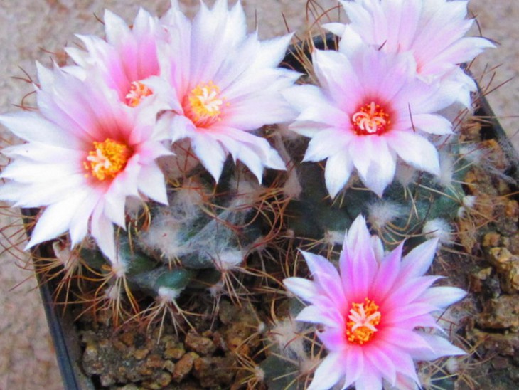 КС-1007  Turbinicarpus lauii.jpg
