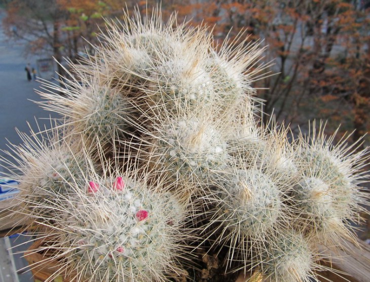 КС-1001   Mammillaria geminispina.jpg
