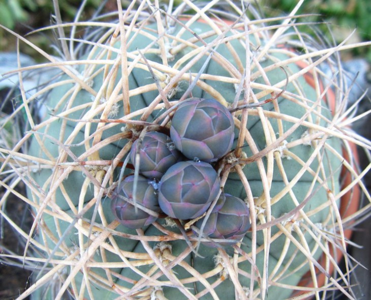 КС-1014 G. cardenasianum.JPG