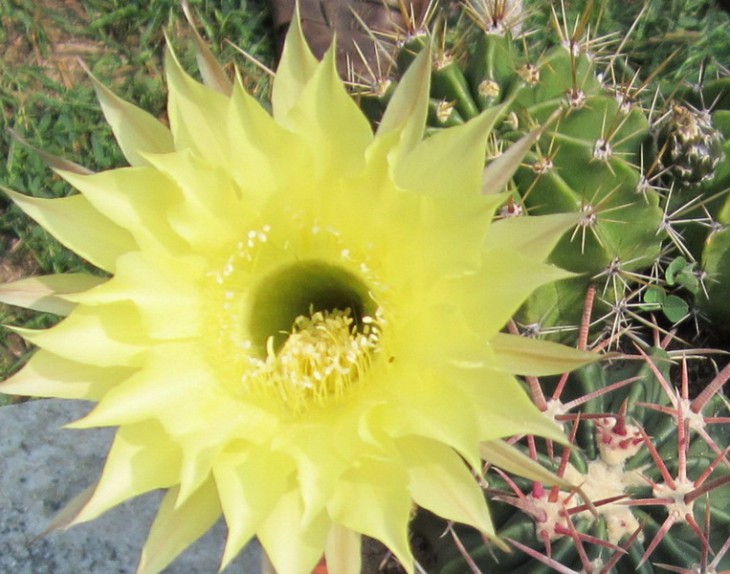 КС-1012    Echinopsis hybr. ( E.eyriesii х Lob. aurea).jpg