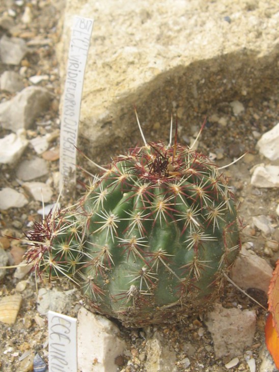 viridiflorus.JPG
