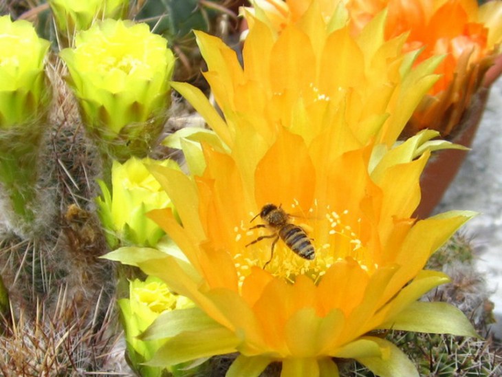 КС-1000а   Цветы Echinopsis..jpg