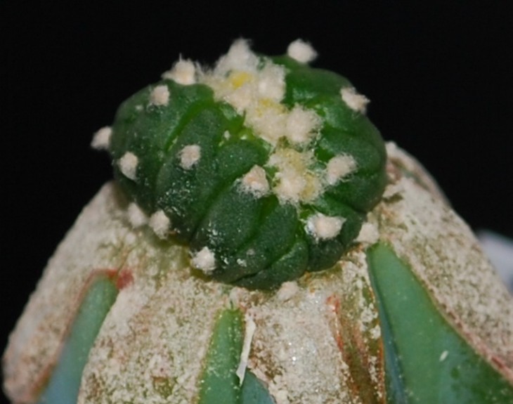 29-6-0   Astrophytum  asterias cv. Kikko. Прививка  21 06 13 г. Фото 08 07 13 г..jpg