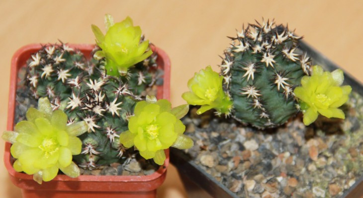 Echinocereus davisii brevispinus