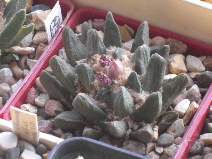Ariocarpus scapharostrus, Rayones, NL, Mexico
