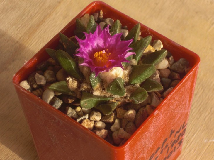 Ariocarpus scapharostrus, Rayones, NL, Mexico