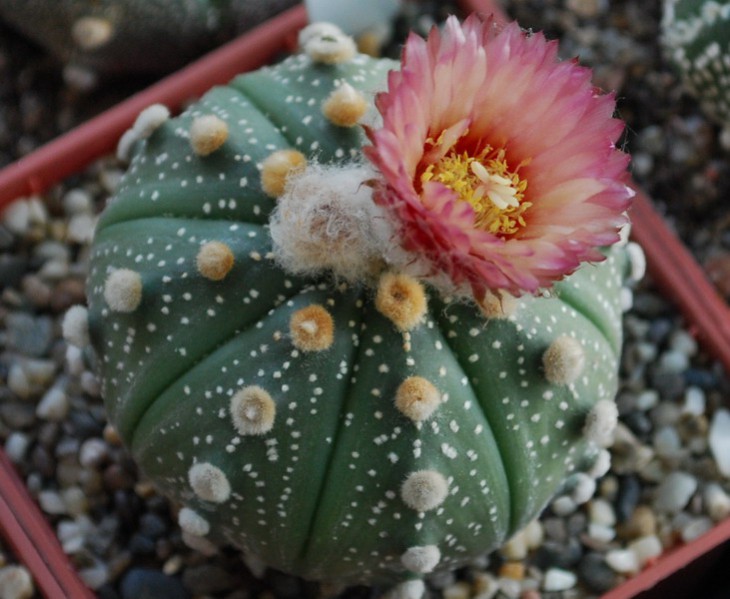 85-0-3  A . asterias сv. ROTE BLUETE...jpg