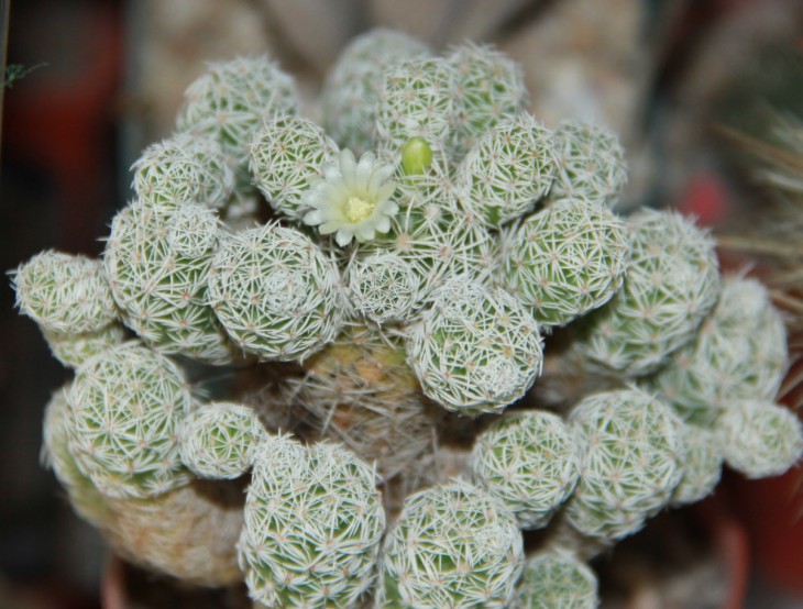Mammillaria gracilis