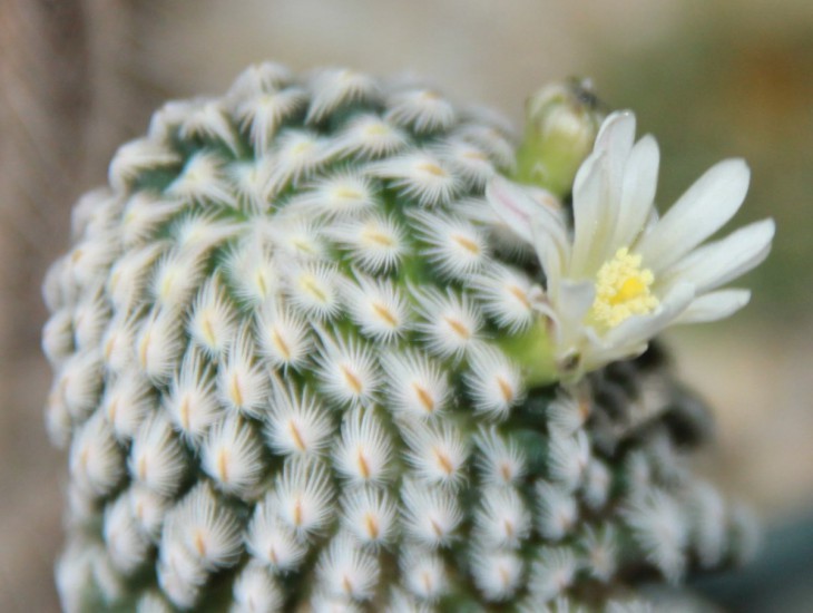 Mammillaria sanchez-mejoradae