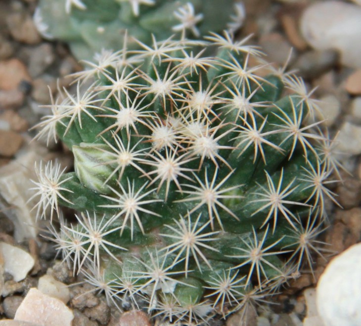 Mammillaria coahuilensis