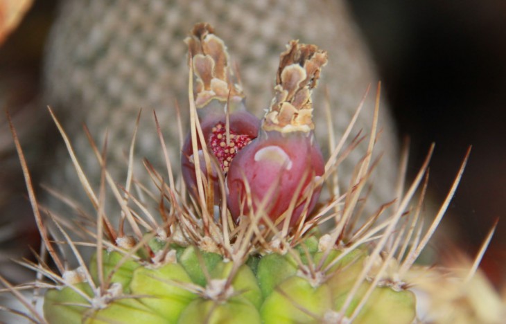 Gymnocalycium anisitsii