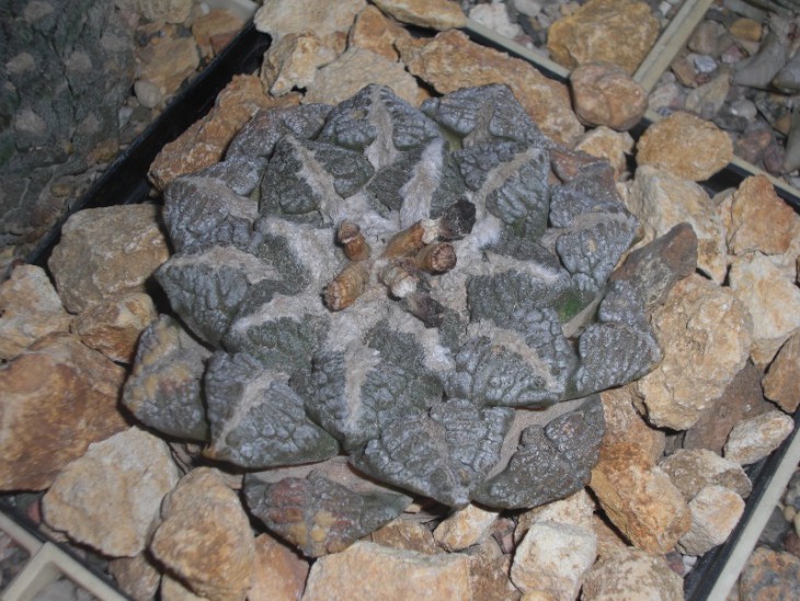 Ariocarpus fissuratus, Big Bend area, Texas