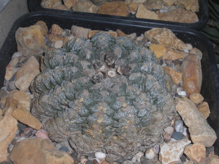 Ariocarpus fissuratus, Big Bend area, Texas
