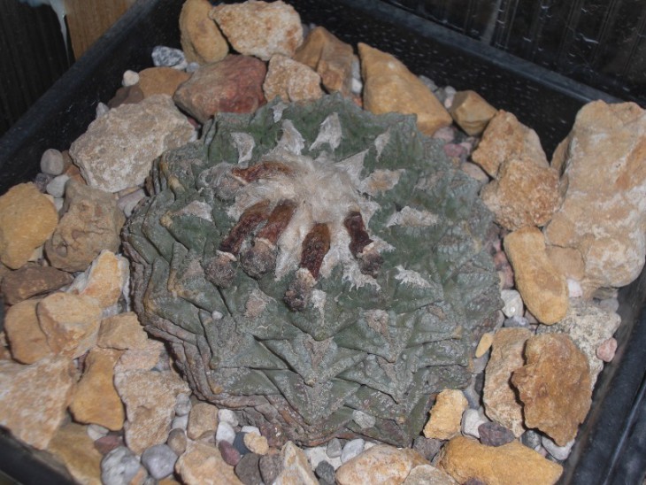 Ariocarpus fissuratus, Big Bend area, Texas