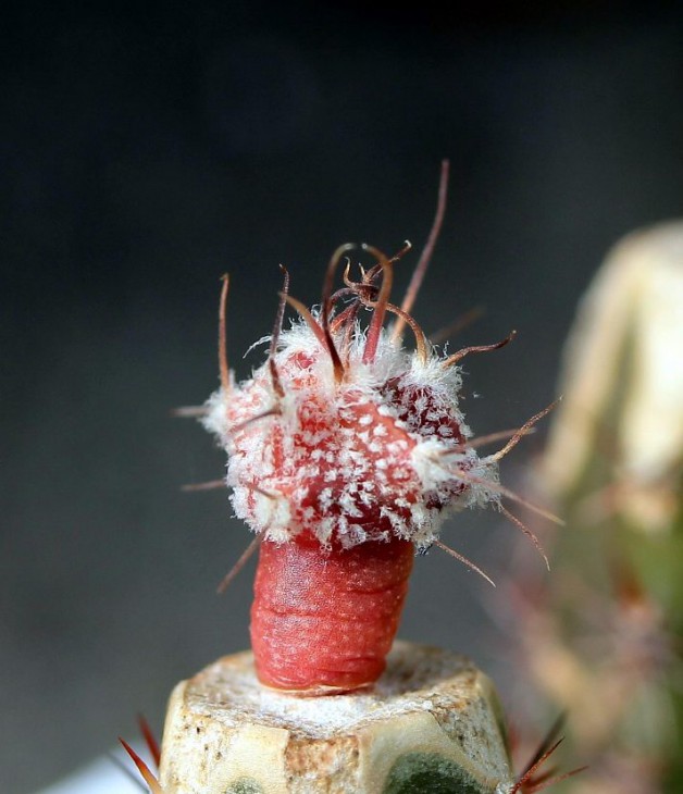 Astrophytum OrCoKab_3m_31.8.13